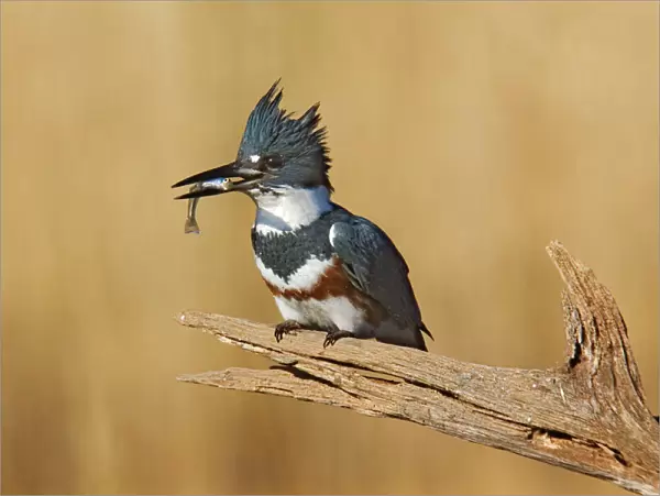 Belted Kingfisher - with fish in beak