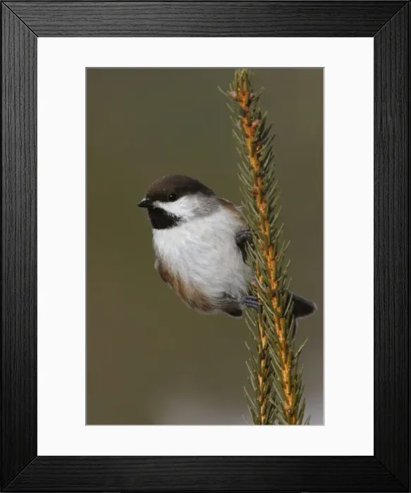 Framed Print : Boreal Chickadee Framed Print : Boreal Chickadee