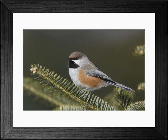 Framed Print : Boreal Chickadee Framed Print : Boreal Chickadee