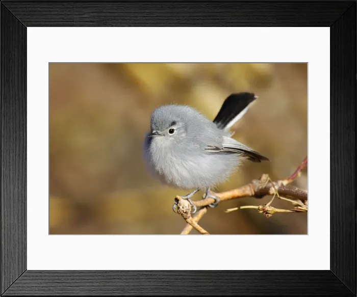 Framed Print : Black-tailed Gnatcatcher Framed Print : Black-tailed Gnatcatcher