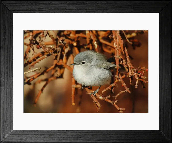 Framed Print : Black-tailed Gnatcatcher Framed Print : Black-tailed Gnatcatcher