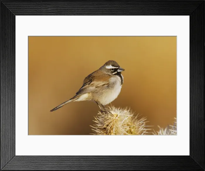 Framed Print : Black-throated Sparrow Framed Print : Black-throated Sparrow