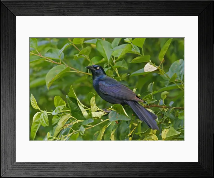 Framed Print : Common Grackle Framed Print : Common Grackle