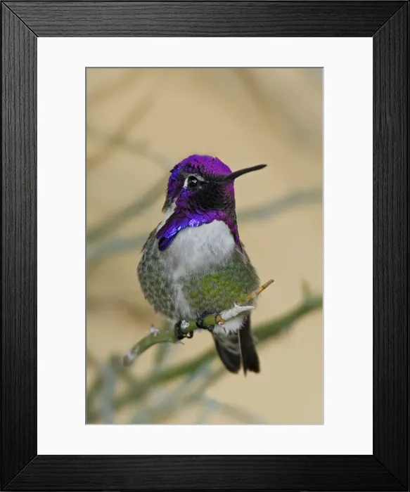 Framed Print : Costa's Hummingbird