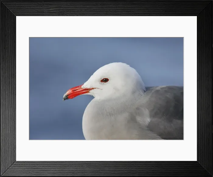 Framed Print : Heermann's Gull Framed Print : Heermann's Gull