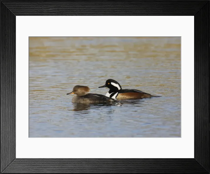 Framed Print : Hooded Merganser Framed Print : Hooded Merganser