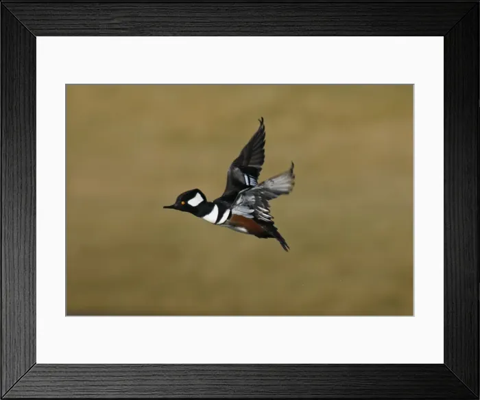 Framed Print : Hooded Merganser Framed Print : Hooded Merganser