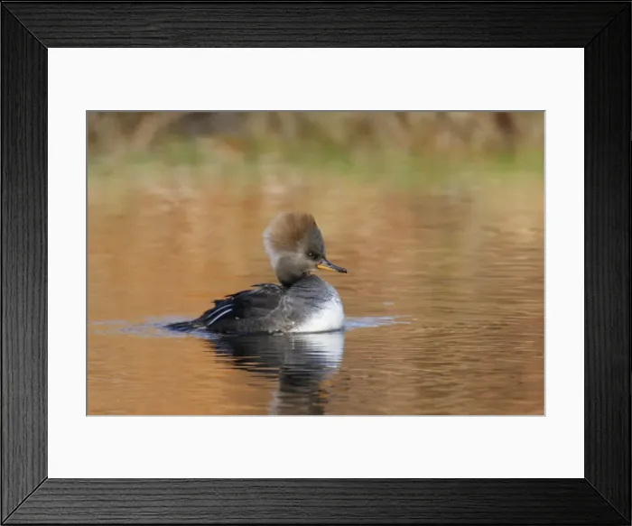 Framed Print : Hooded Merganser Framed Print : Hooded Merganser