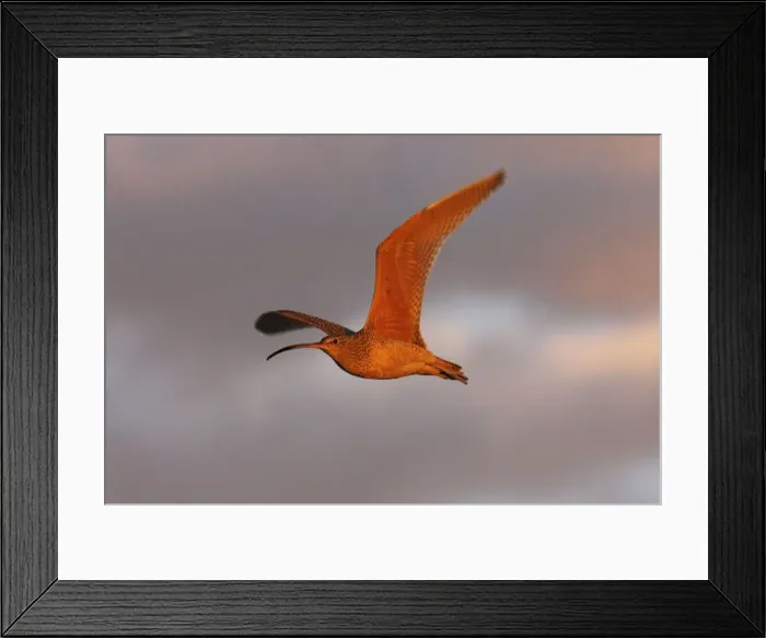 Framed Print : Ling-billed Curlew Framed Print : Ling-billed Curlew