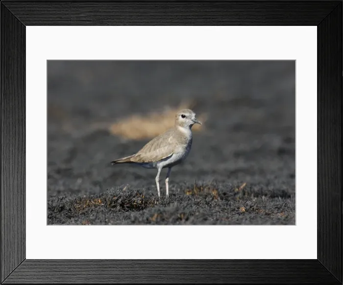 Framed Print : Mountain Plover