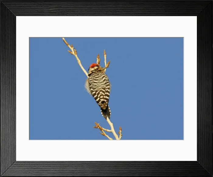 Framed Print : Nuttall's Woodpecker