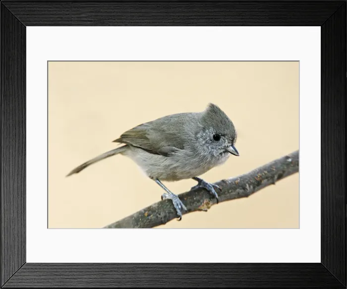 Framed Print : Oak Titmouse Framed Print : Oak Titmouse