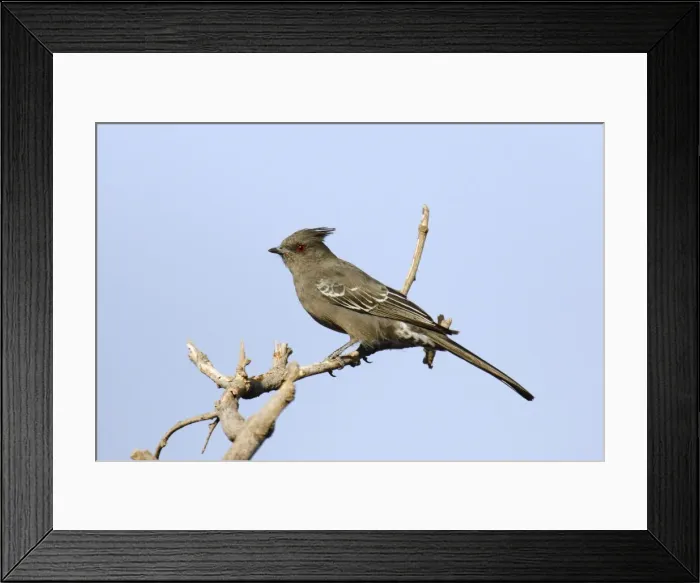 Framed Print : Phainopepla Framed Print : Phainopepla