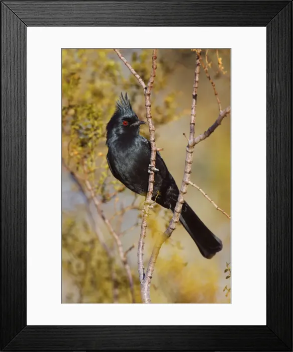 Framed Print : Phainopepla Framed Print : Phainopepla