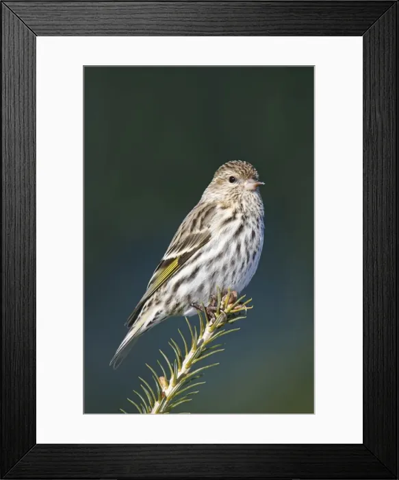 Framed Print : Pine Siskin Framed Print : Pine Siskin