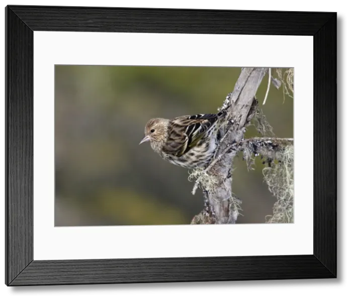 Framed Print : Pine Siskin Framed Print : Pine Siskin