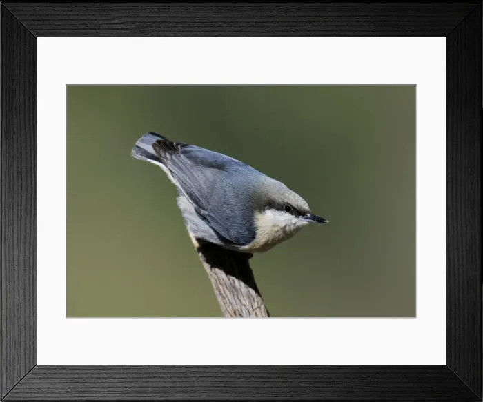 Framed Print : Pygmy Nuthatch Framed Print : Pygmy Nuthatch
