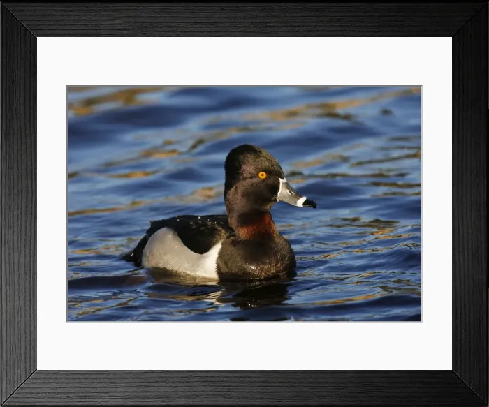 Framed Print : Ring-necked Duck Framed Print : Ring-necked Duck
