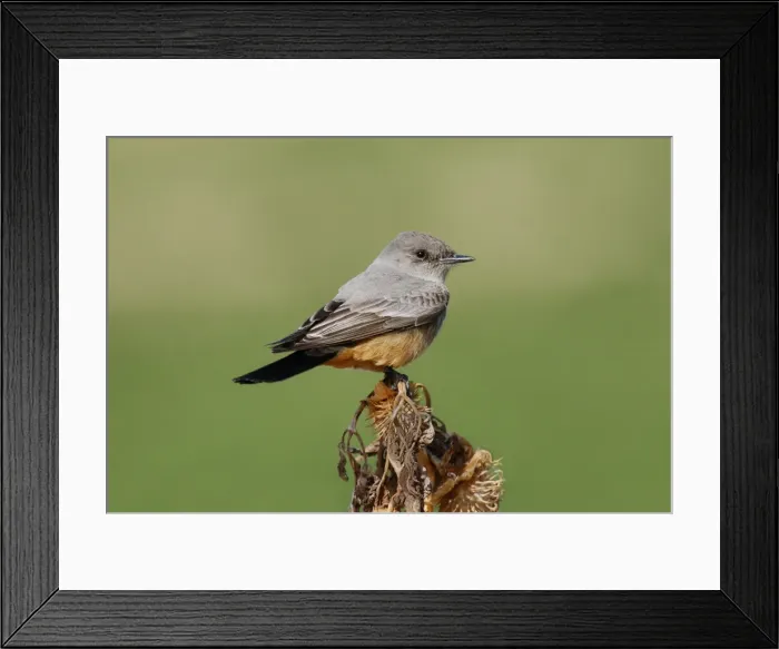 Framed Print : Say's Phoebe Framed Print : Say's Phoebe