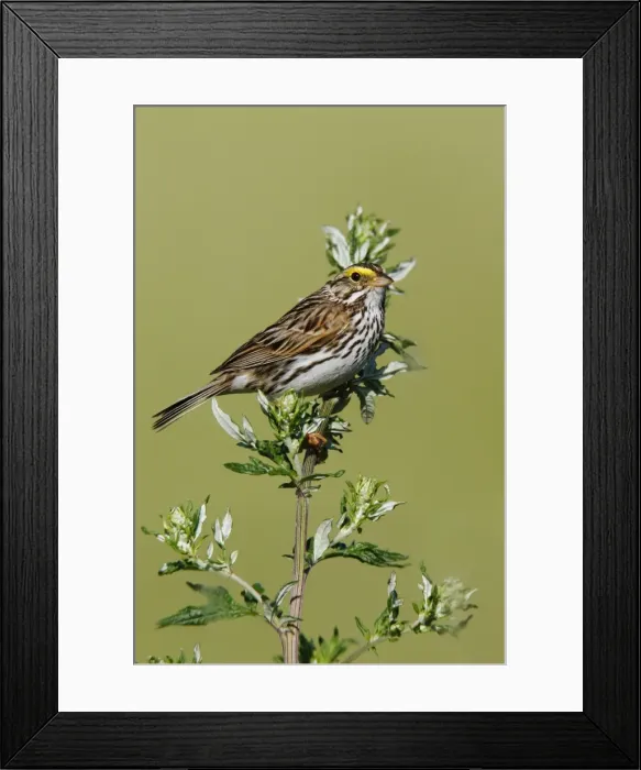 Framed Print : Savannah Sparrow Framed Print : Savannah Sparrow