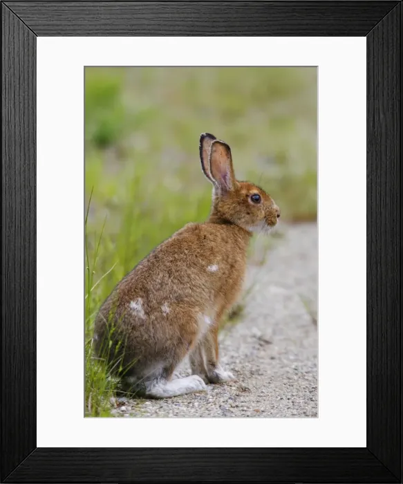 Framed Print : Snowshoe Hare Framed Print : Snowshoe Hare