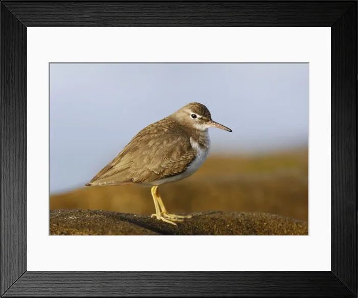 Framed Print : Spotted Sandpiper Framed Print : Spotted Sandpiper