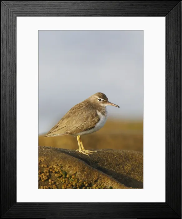 Framed Print : Spotted Sandpiper Framed Print : Spotted Sandpiper