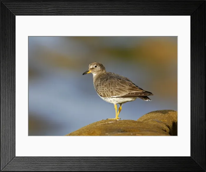 Framed Print : Surfbird. JZ-2478. Surfbird. USA. Aphriza virgata Framed Print : Surfbird. JZ-2478. Surfbird. USA. Aphriza virgata