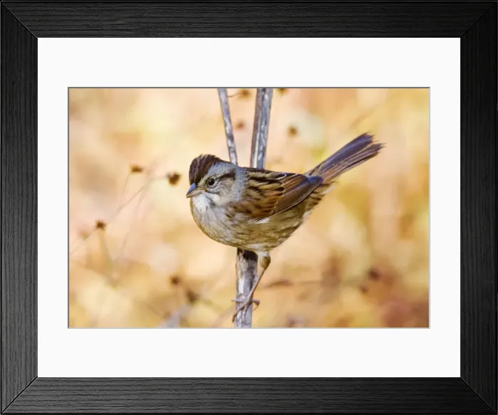 Framed Print : Swamp Sparrow - spring Connecticut, USA Framed Print : Swamp Sparrow - spring Connecticut, USA