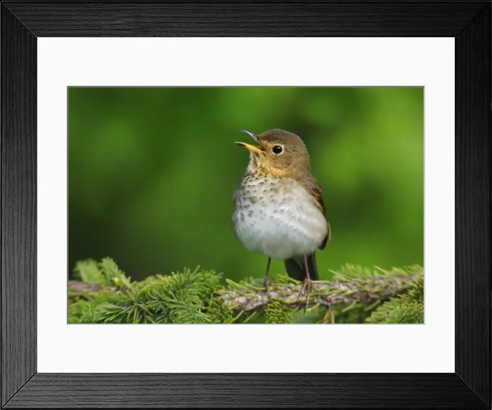 Framed Print : Swainson's Thrush - singing Framed Print : Swainson's Thrush - singing
