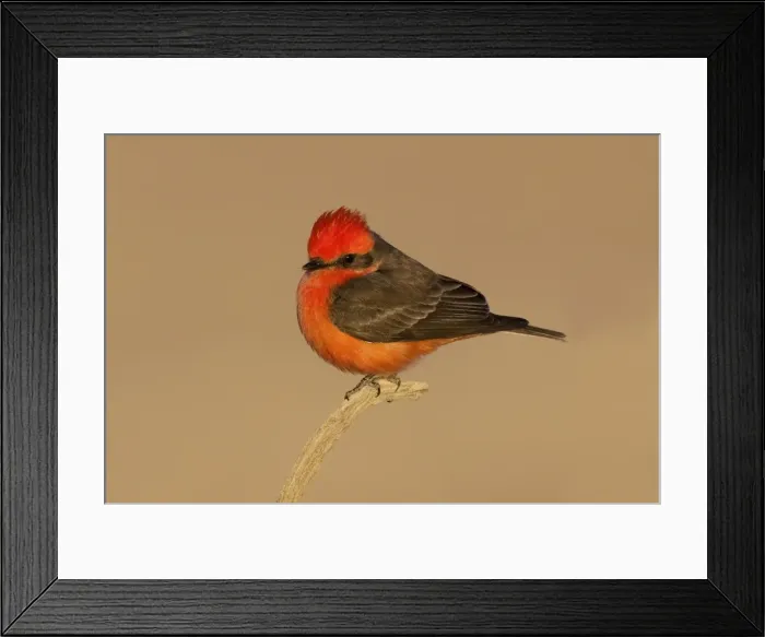 Framed Print : Vermilion Flycatcher Framed Print : Vermilion Flycatcher