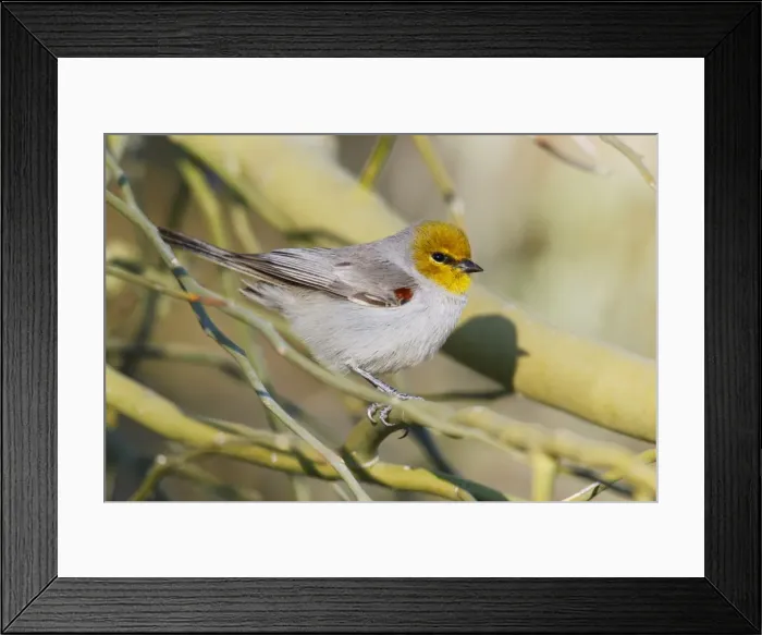 Framed Print : Verdin. JZ-2484. Verdin. USA. Auriparus flaviceps Framed Print : Verdin. JZ-2484. Verdin. USA. Auriparus flaviceps