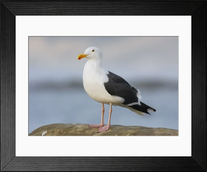Framed Print : Western / Kelp Gull Framed Print : Western / Kelp Gull