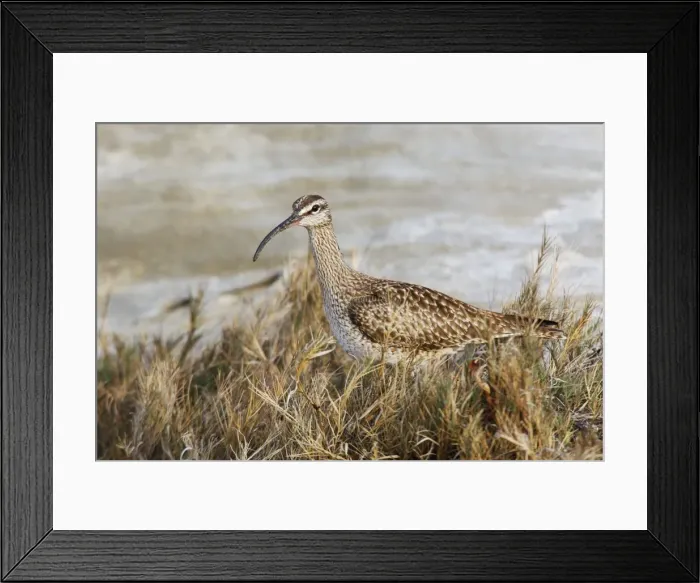Framed Print : Whimbrel. JZ-2488. Whimbrel. USA. Numenius phaeopus Framed Print : Whimbrel. JZ-2488. Whimbrel. USA. Numenius phaeopus