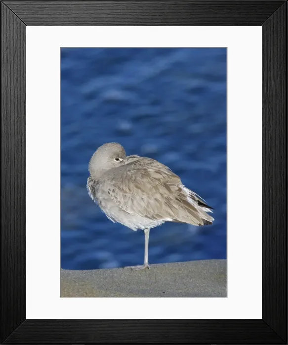 Framed Print : Willet winter in Florida, USA Framed Print : Willet winter in Florida, USA
