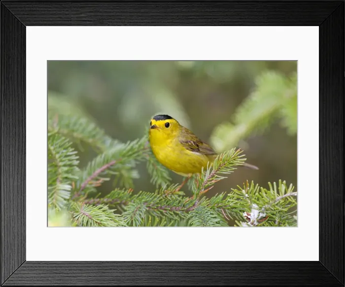 Framed Print : Wilson's Warbler Framed Print : Wilson's Warbler