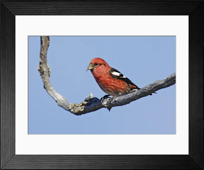 Framed Print : White-winged Crossbill Framed Print : White-winged Crossbill