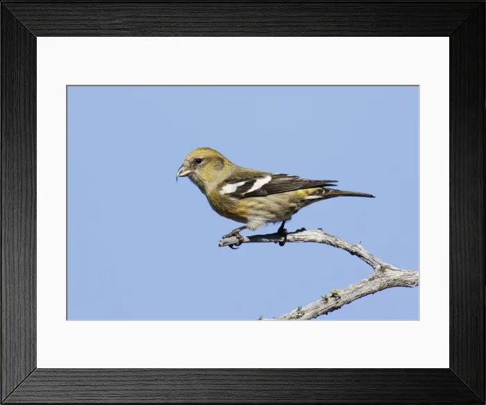 Framed Print : White-winged Crossbill Framed Print : White-winged Crossbill