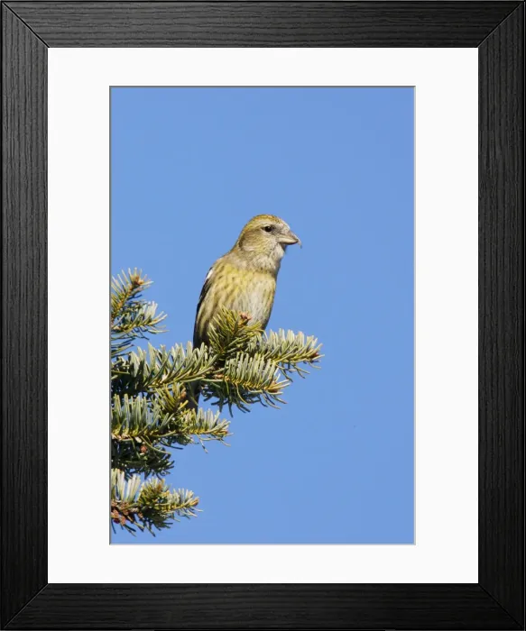 Framed Print : White-winged Crossbill Framed Print : White-winged Crossbill
