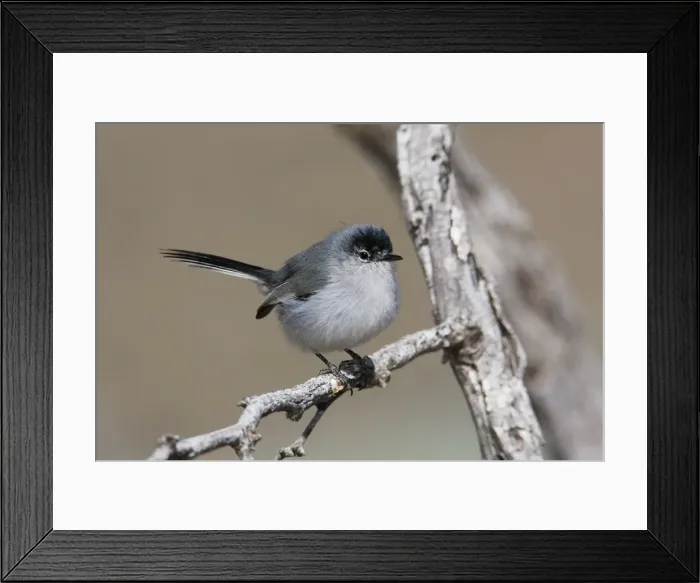 Framed Print : Black-tailed Gnatcatcher Framed Print : Black-tailed Gnatcatcher