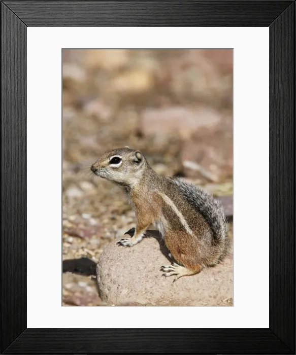 Framed Print : Harris Antelope Squirrel