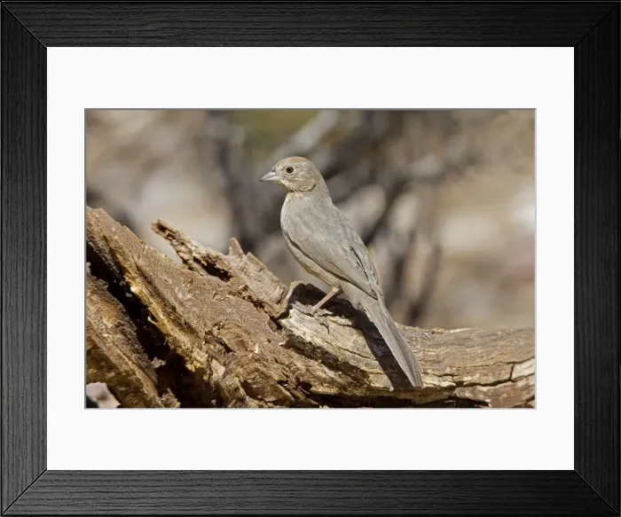 Framed Print : Canyon Towhee Framed Print : Canyon Towhee