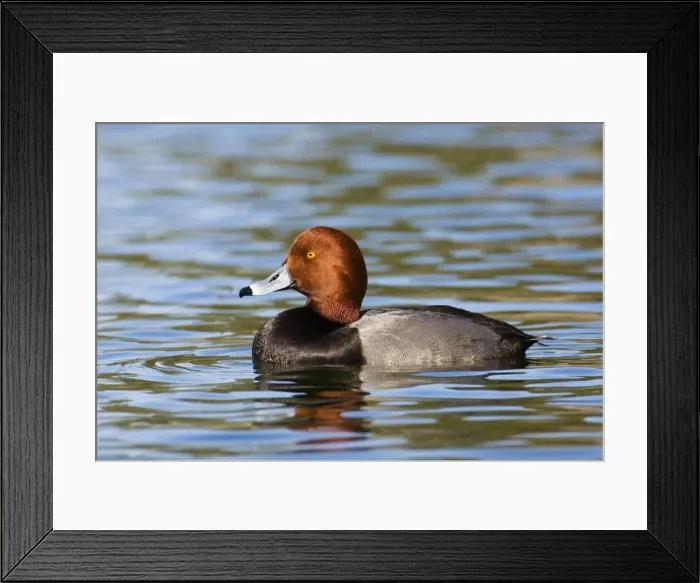 Framed Print : Redhead. JZ-2508. Redhead Duck. USA. Aythya americana Framed Print : Redhead. JZ-2508. Redhead Duck. USA. Aythya americana