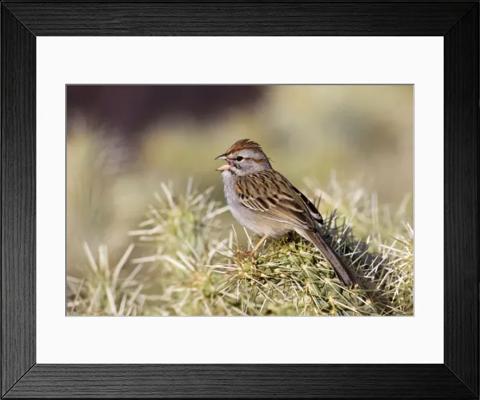 Framed Print : Rufous-winged Sparrow Framed Print : Rufous-winged Sparrow