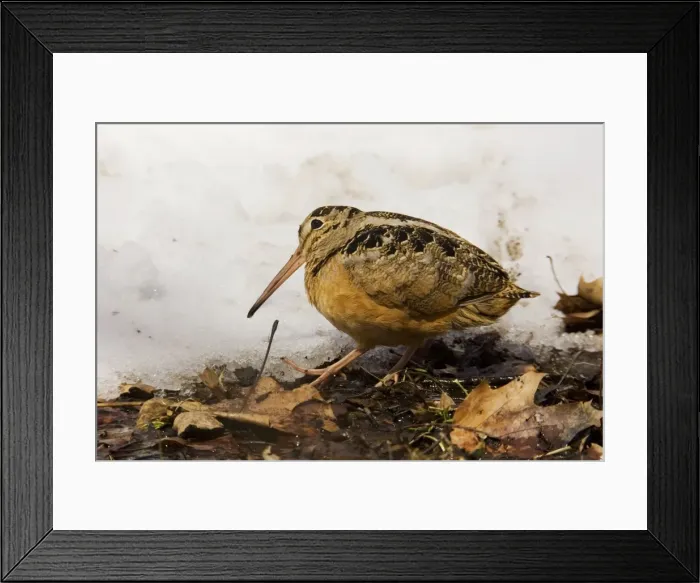 Framed Print : American Woodcock Framed Print : American Woodcock