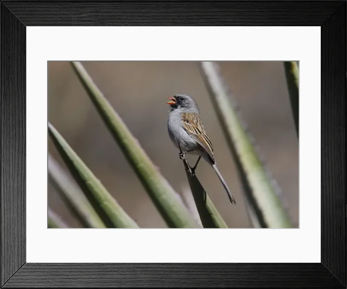 Framed Print : Black-chinned Sparrow Framed Print : Black-chinned Sparrow
