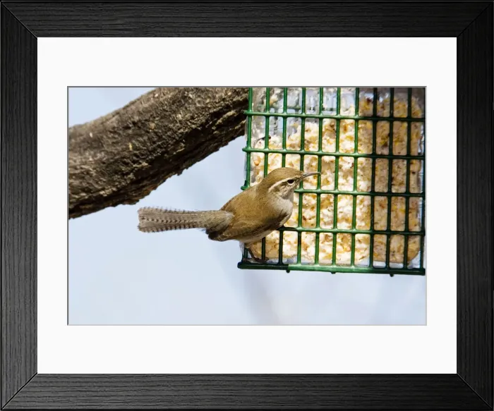 Framed Print : Bewick's Wren Framed Print : Bewick's Wren