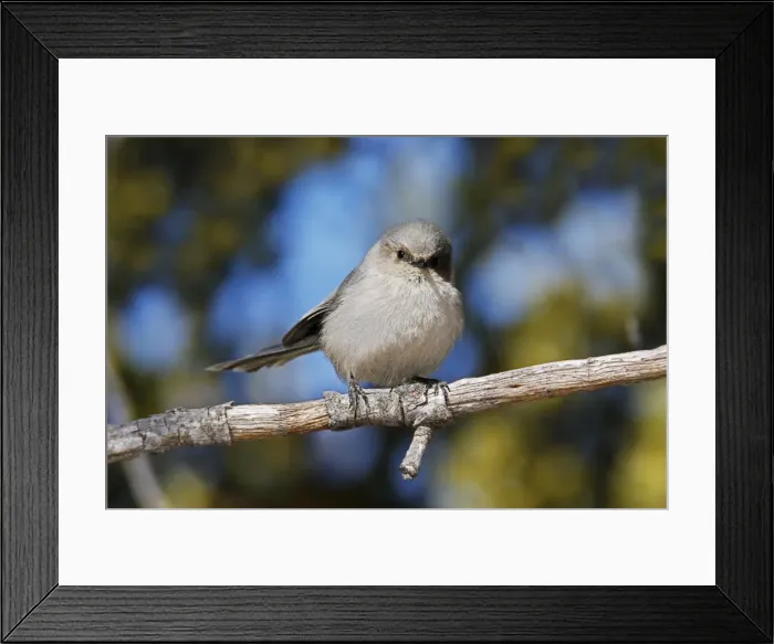 Framed Print : Bushtit. JZ-2515. Bushtit. USA. Psaltriparus minimus