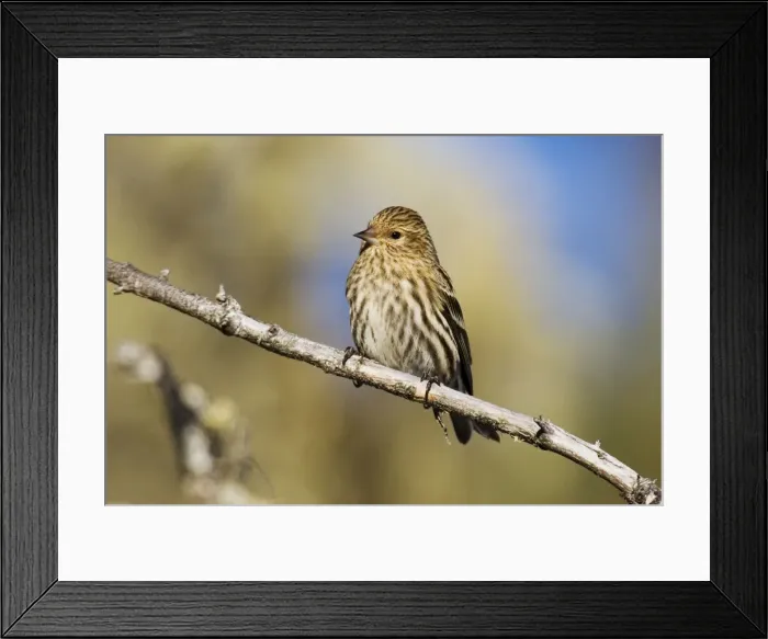 Framed Print : Pine Siskin Framed Print : Pine Siskin