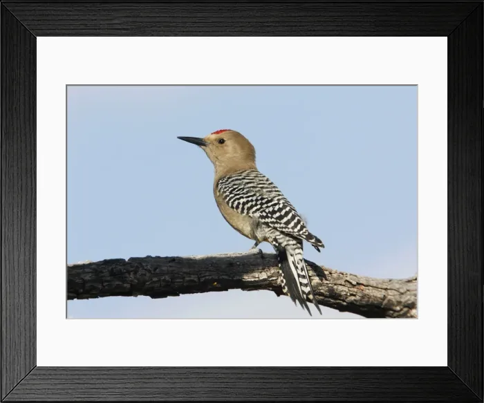 Framed Print : Gila Woodpecker Framed Print : Gila Woodpecker